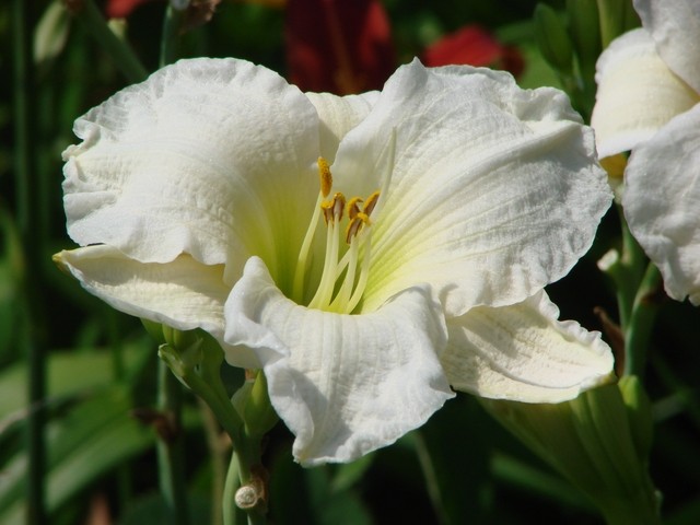 H. bijeli